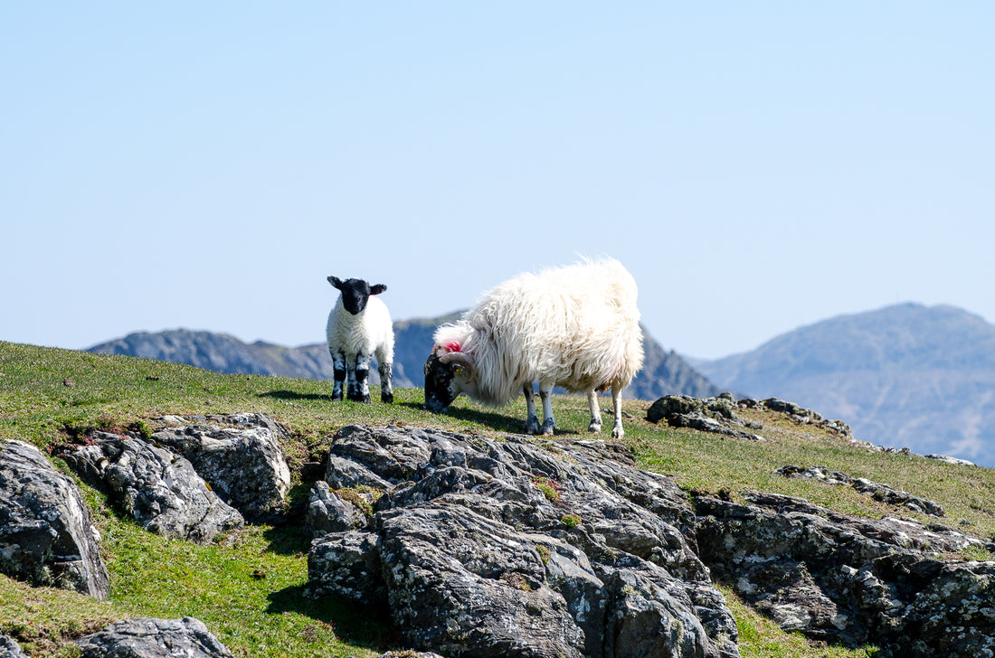 Where to Visit in Ireland in January: A Traveler's Guide